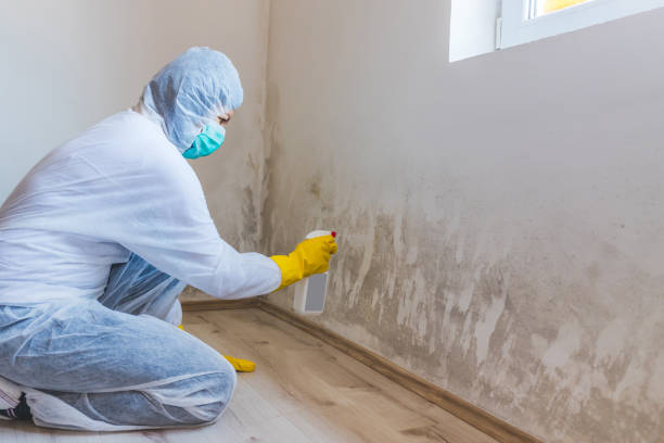 Licensed Attic Mold Removal service in Wayland, MI - WQB Mold Removal