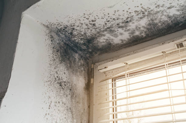 Affordable Attic Mold Removal solutions in Wayland, MI