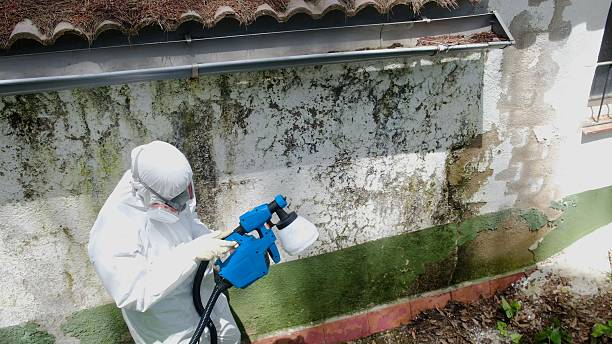 Top rated local Attic Mold Removal specialists in Wayland, MI